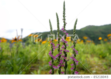 螺絲香蕉 85218043