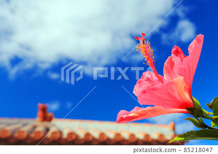 Mensore Okinawa Blue sky, red hibiscus and shisa 85218047