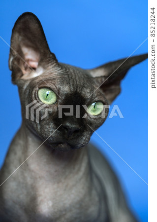 Close-up portrait of Canadian Sphynx - breed of cat known for its lack of fur. Curiosity hairless female cat on blue background. Front view of animal. 85218244
