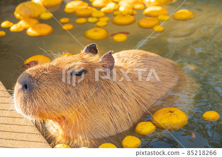 Winter Nonhoi Park, Capybara Bath <Toyohashi City, Aichi Prefecture> 85218266
