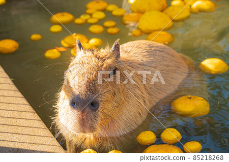 Winter Nonhoi Park, Capybara Bath <Toyohashi City, Aichi Prefecture> 85218268