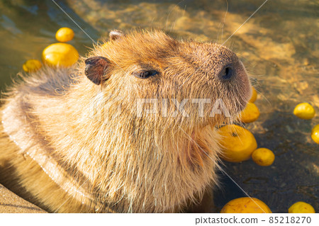 Winter Nonhoi Park, Capybara Bath <Toyohashi City, Aichi Prefecture> 85218270