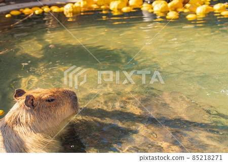 Winter Nonhoi Park, Capybara Bath <Toyohashi City, Aichi Prefecture> Winter Nonhoi Park, Capybara Bath <Toyohashi City, Aichi Prefecture> 85218271