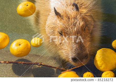 Winter Nonhoi Park, Capybara Bath <愛知縣豐橋市> Winter Nonhoi Park, Capybara Bath <愛知縣豐橋市> 85218272