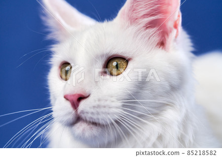 Close-up portrait of female Maine Shag Cat. White color longhair Maine Coon with big eyes on blue background. Close-up portrait of female Maine Shag Cat. White color longhair Maine Coon with big eyes on blue background. 85218582