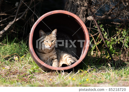 Cat in the jar Kijitora cat Cat in the jar Kijitora cat 85218720