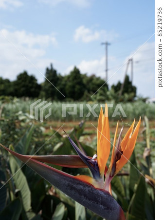 Miyakojima, Okinawa Prefecture, bright strelitzia flower, bird of paradise flower Miyakojima, Okinawa Prefecture, bright strelitzia flower, bird of paradise flower 85219736