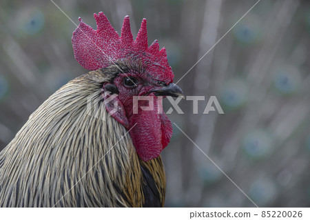 Chicken collaborating with peacock feathers 85220026