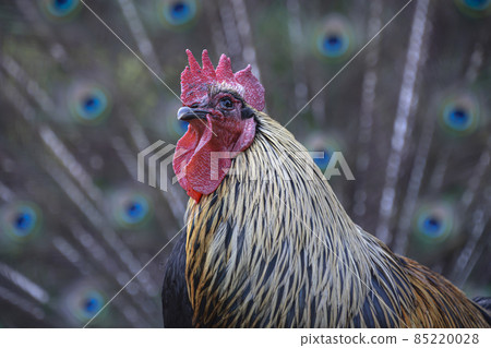 Chicken collaborating with peacock feathers 85220028