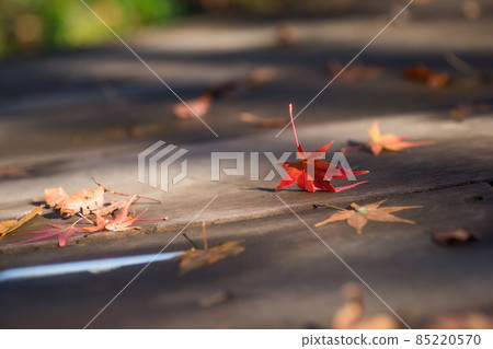 Maple about to stand up Maple about to stand up 85220570