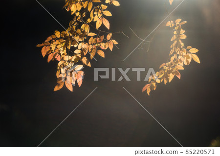 Plants with autumn leaves on a black background Plants with autumn leaves on a black background 85220571