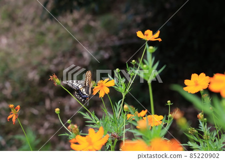 Swallowtail butterfly  85220902