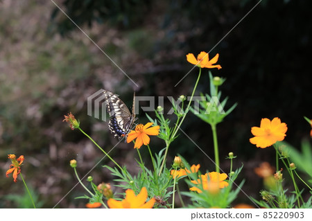 Swallowtail butterfly  85220903