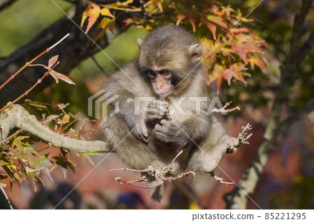 Japanese macaque in the autumn leaves 85221295