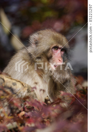 Japanese macaque in the autumn leaves 85221297