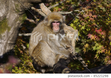Japanese macaque in the autumn leaves Japanese macaque in the autumn leaves 85221298
