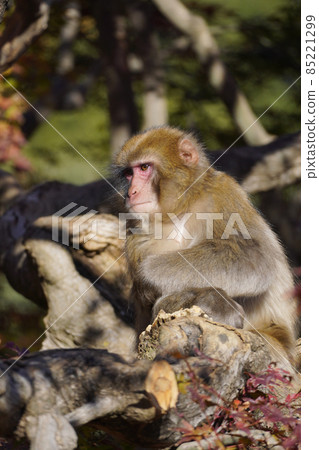 在秋葉的日本獼猴 85221299