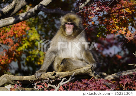Japanese macaque in the autumn leaves 85221304