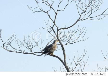 White-tailed eagle White-tailed eagle 85221620