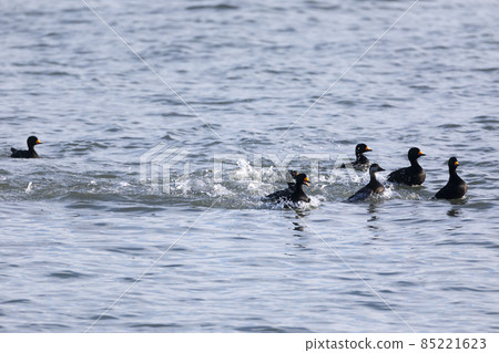 黑海番鴨 黑海番鴨 85221623