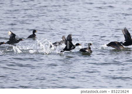 黑海番鴨 85221624