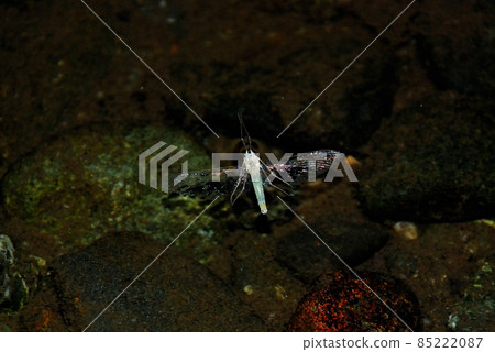 Female Ermont Mayfly Female Ermont Mayfly 85222087