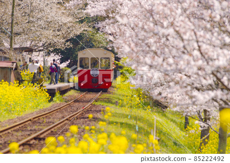 Sakura and rape flowers and Kominato railway Sakura and rape flowers and Kominato railway 85222492