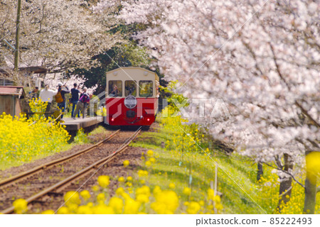 Sakura and rape flowers and Kominato railway Sakura and rape flowers and Kominato railway 85222493