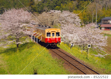 櫻花和油菜花和Kominato鐵路 櫻花和油菜花和Kominato鐵路 85222522