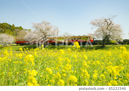 Sakura and rape flowers and Kominato railway Sakura and rape flowers and Kominato railway 85222540