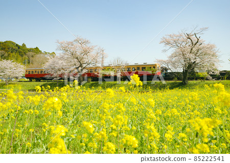Sakura and rape flowers and Kominato railway Sakura and rape flowers and Kominato railway 85222541