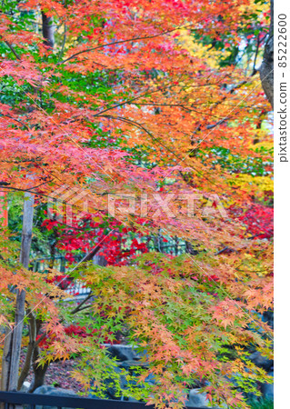 吉田神社(京都市左京區)的美麗秋葉 吉田神社(京都市左京區)的美麗秋葉 85222600