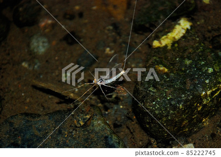 Ermont Hirataka Mayfly Male Ermont Hirataka Mayfly Male 85222745