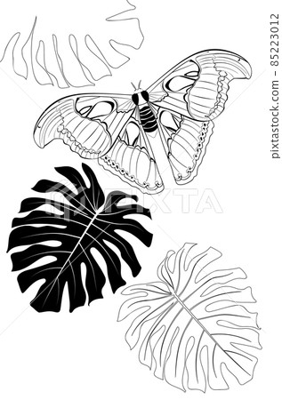 Attacus atlas line art - Stock Illustration [85223012] - PIXTA
