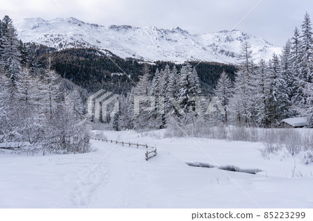 snow hiking forest panorama landscape mountains of Santa Caterina valfurva italian Alps in winter 85223299