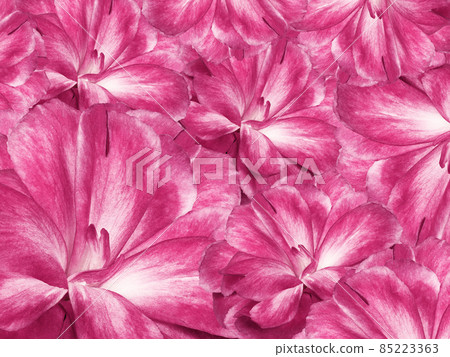 Floral pink background. A bouquet of cloves flowers. Close-up. Flower composition. Nature. Floral pink background. A bouquet of cloves flowers. Close-up. Flower composition. Nature. 85223363