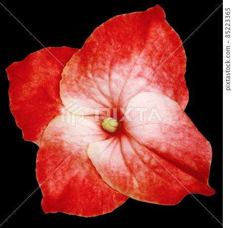Red hydrangea flower isolated on black background. Close-up . For design. Nature. Red hydrangea flower isolated on black background. Close-up . For design. Nature. 85223365