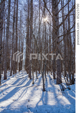 春季森林與雪和陽光 85223700