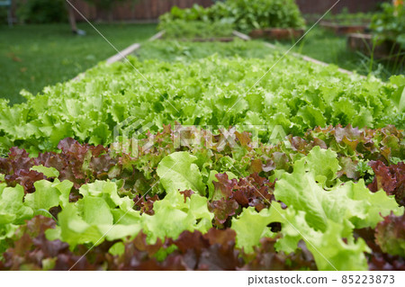 Side view. Growing green leaf lettuce in a garden bed. Green lettuce leaves on the garden beds. Background for gardening with green salad plants in the open ground. High quality photo Side view. Growing green leaf lettuce in a garden bed. Green lettuce leaves on the garden beds. Background for gardening with green salad plants in the open ground. High quality photo 85223873