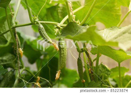 Young plants, flowering cucumbers in the sun, close-up on a background of green leaves. Young cucumbers on a branch in the greenhouse. High quality photo 85223874