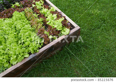 Top view.Copy space. Part of the garden on the side. Growing green and red leaf lettuce in a garden bed. Background for gardening with green and red salad plants in the open ground. High quality photo Top view.Copy space. Part of the garden on the side. Growing green and red leaf lettuce in a garden bed. Background for gardening with green and red salad plants in the open ground. High quality photo 85223876