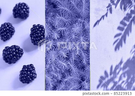 Collage. Plants with purple berries, The shadow of plants on the wall. The color of 2022 is purple. High quality photo Collage. Plants with purple berries, The shadow of plants on the wall. The color of 2022 is purple. High quality photo 85223913