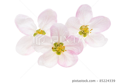 apple tree flowers isolated apple tree flowers isolated 85224339