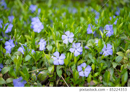 periwinkle growing in the forest periwinkle growing in the forest 85224353