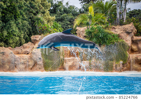 Dolphin jumps out of the water during a show in Loro Parque, Tenerife Dolphin jumps out of the water during a show in Loro Parque, Tenerife 85224766