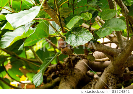 Kiwi fruit on a branch in the garden of La Orotava, Tenerife Kiwi fruit on a branch in the garden of La Orotava, Tenerife 85224841