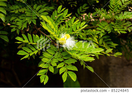 Calliandra haematocephala white flower in La Orotava garden, Tenerife 85224845