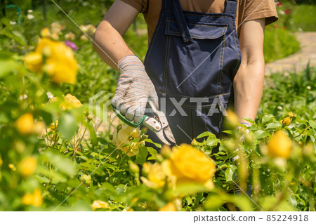 A young man is trimming a rose bush 85224918