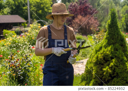 A professional gardener is cutting a thuja tree for a better shape 85224932