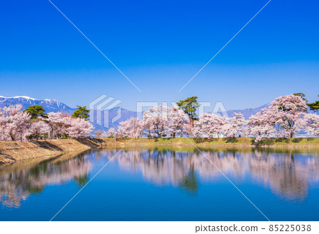 春天信州高遠櫻花景觀 春天信州高遠櫻花景觀 85225038